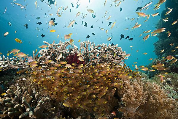 Pygmy Sweeper in Coral Reef