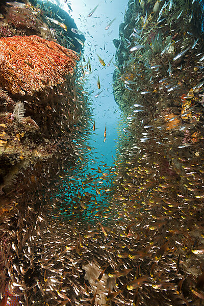 Pygmy Sweeper in Coral Reef
