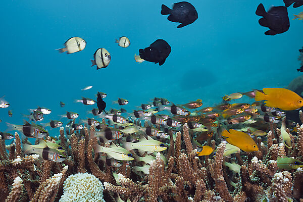 Coral Fishes over Reef