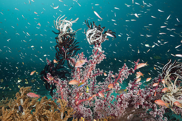 Lyretail Anthias and Soft Coral