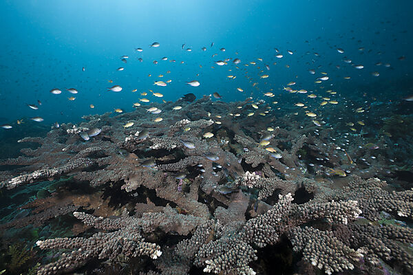Coral Fishes over Antler Coral