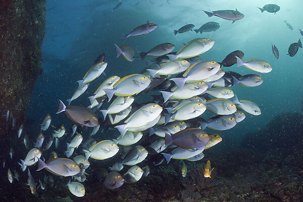 Elongate Surgeonfish