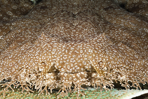 Tasselled Wobbegong
