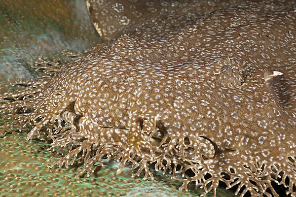 Tasselled Wobbegong