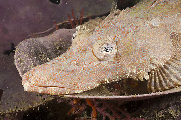 Juvenile Beauforts Crocodilefish