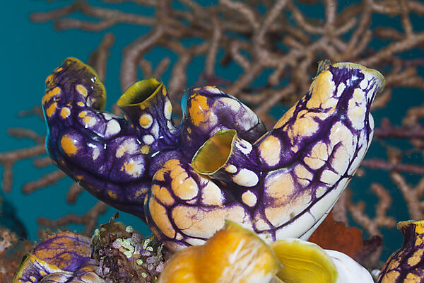 Golden Sea-Squirt