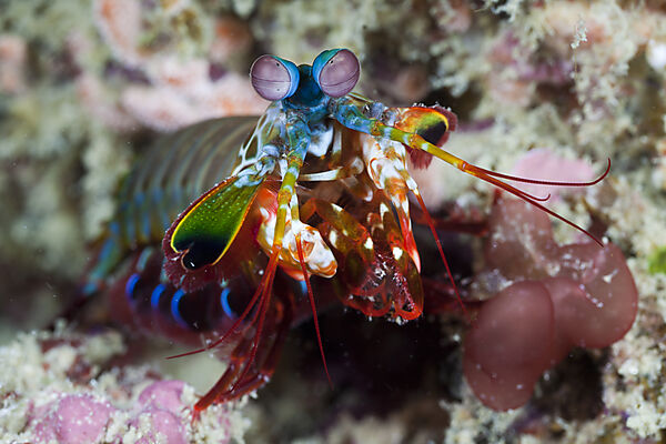 Mantis Shrimp