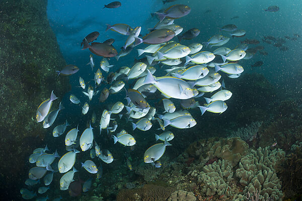Elongate Surgeonfish