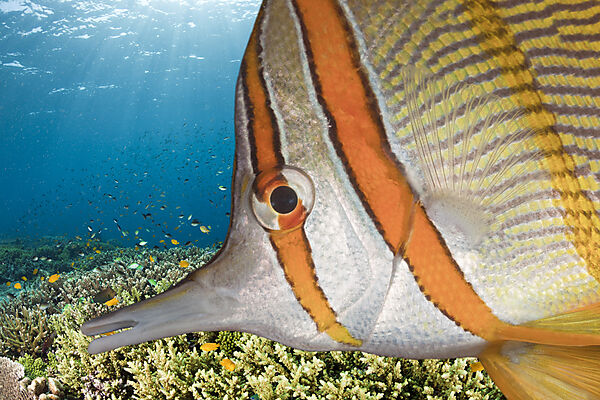 Beaked Coralfish