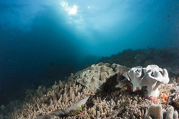 Leather Soft Corals