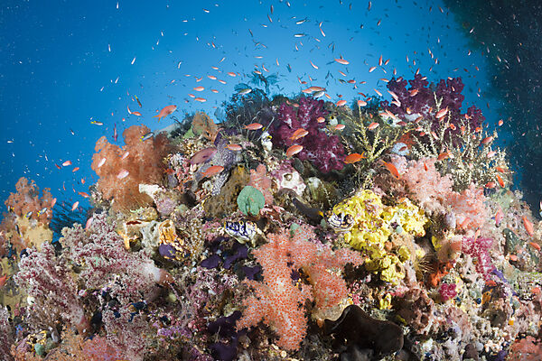 Colorful Coral Reef with Anthias