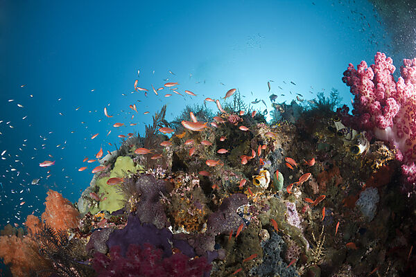 Anthias over Coral Reef