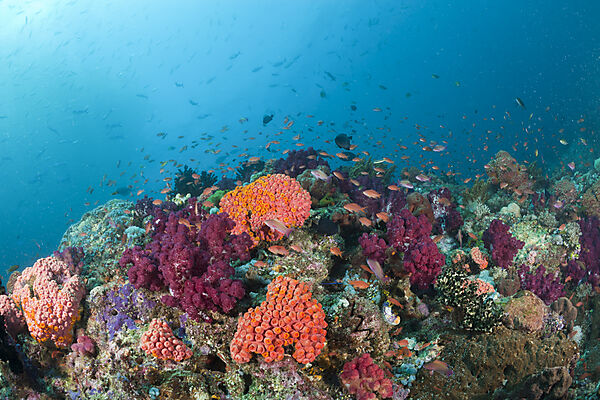 Colorful Coral Reef