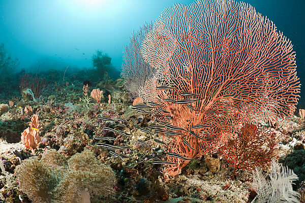Sriped Eel Catfish in front of Gorgonian