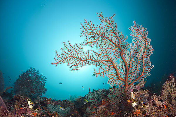 Sea Fan in Coral Reef