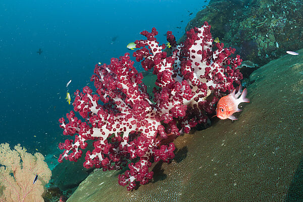 Red Soft Coral