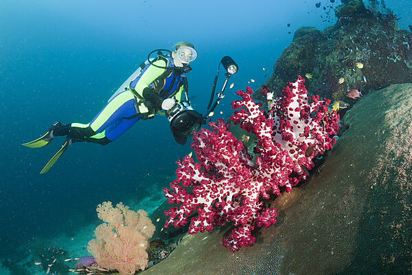 Scuba Diver and red Soft Coral