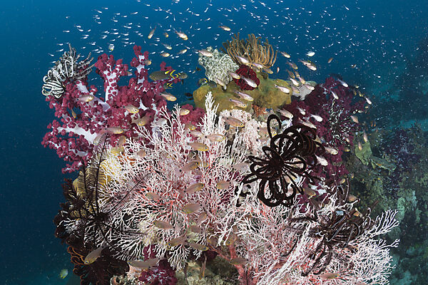 Golden Cardinalfish between colorful Corals