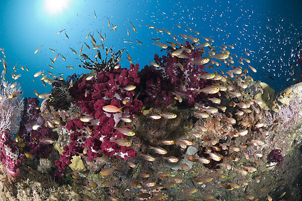 Coral Reef and Pygmy Sweeper