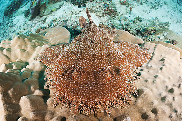Tasselled Wobbegong