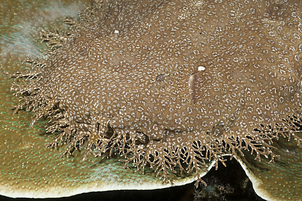 Tasselled Wobbegong