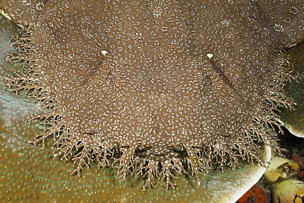 Tasselled Wobbegong