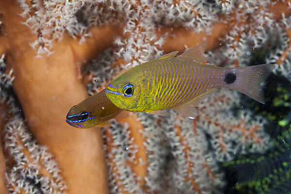 Golden Cardinalfish