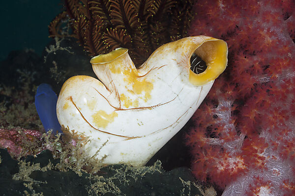 Golden Tunicate
