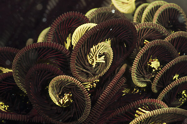 Tentacle of Crinoid