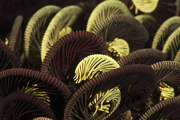 Tentacle of Crinoid