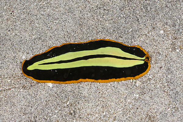 Yellow-black Flatworm