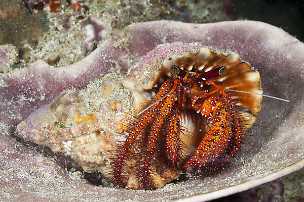 Red Hermit Crab