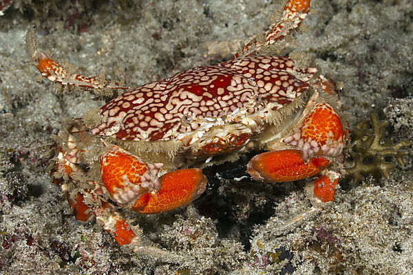 Splendid Round Crab