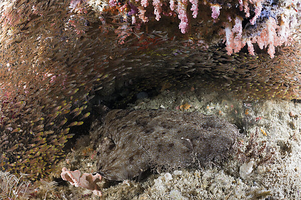 Tasselled Wobbegong