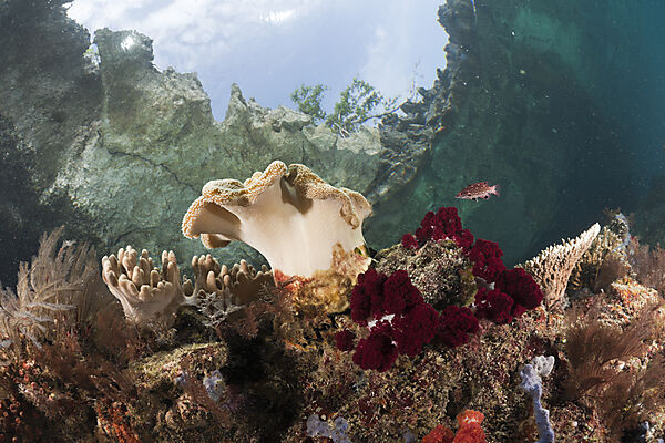 Shallow Coral Reef