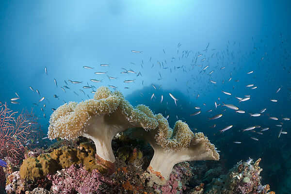 Mushroom Soft Corals
