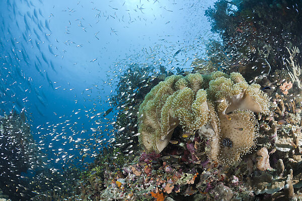 Mushroom Soft Coral