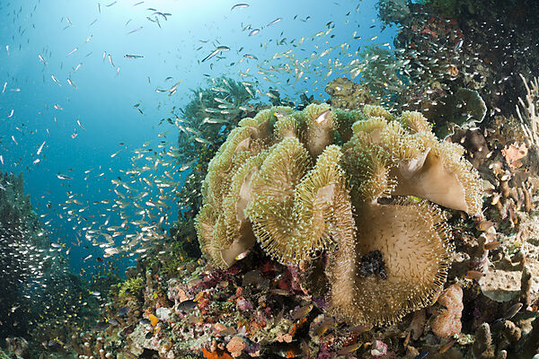 Mushroom Soft Coral