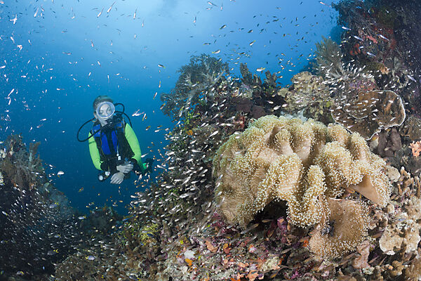 Scuba Diver and Mushroom Soft Coral
