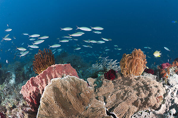 Mosaic Fusilier over Coral Reef