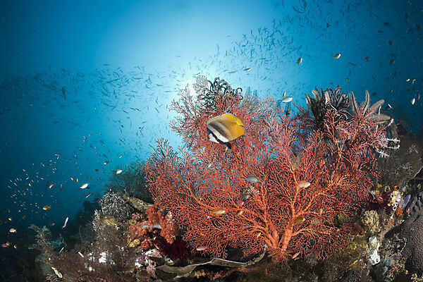 Butterflyfish in Coral Reef