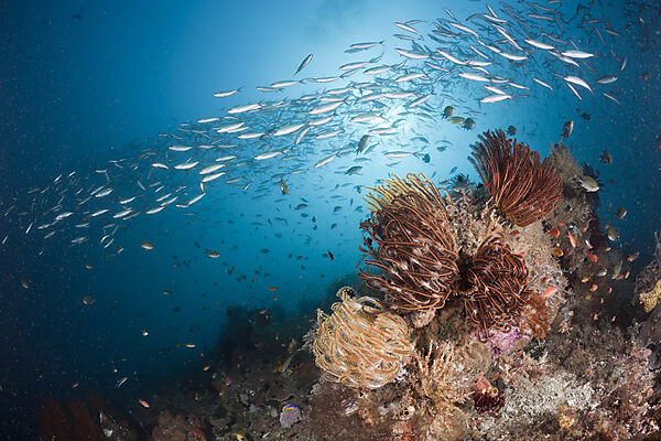 Mosaic Fusilier over Coral Reef
