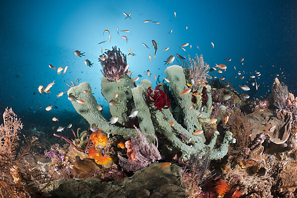 Reef with Colorful Coral Fishes