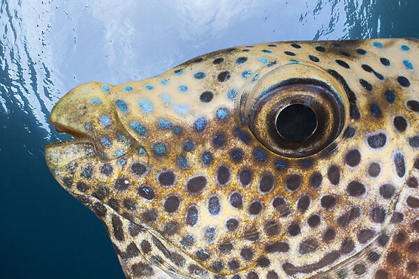 Portrait of Coral Rabbitfish