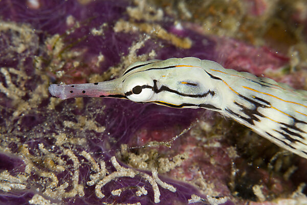 Brown-banded Pipefish