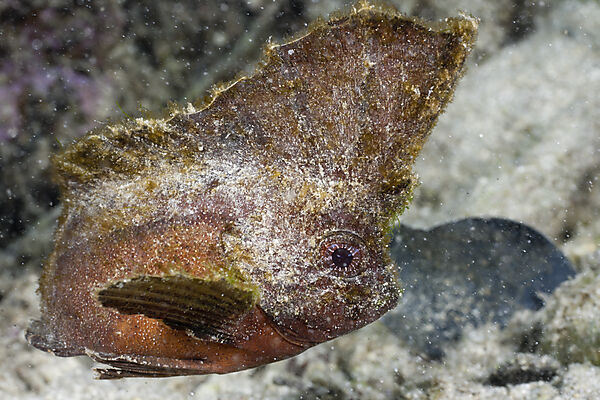 Redskinfish
