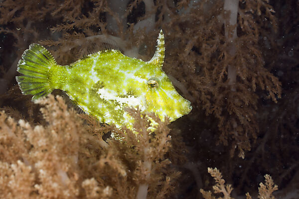Seagrass Filefish