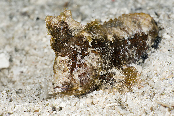 Waspfish