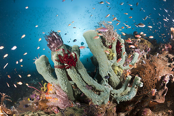 Colorful Coralreef