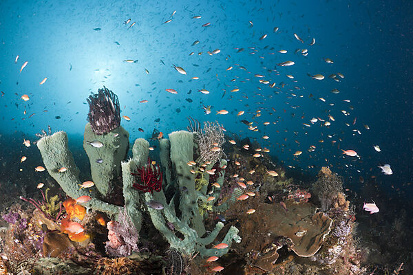 Coral Reef